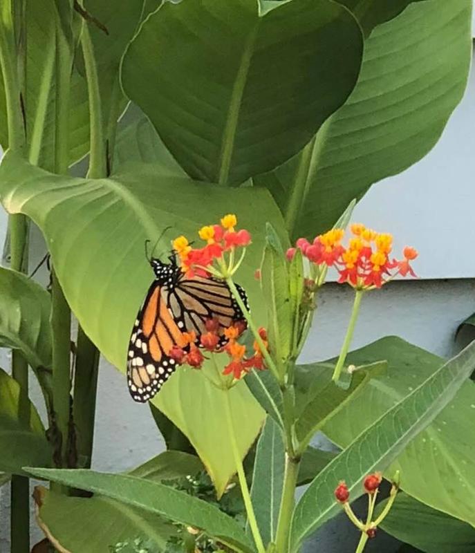 Red Butterfly Asclepias Seeds And Plants Annual Flower Garden At