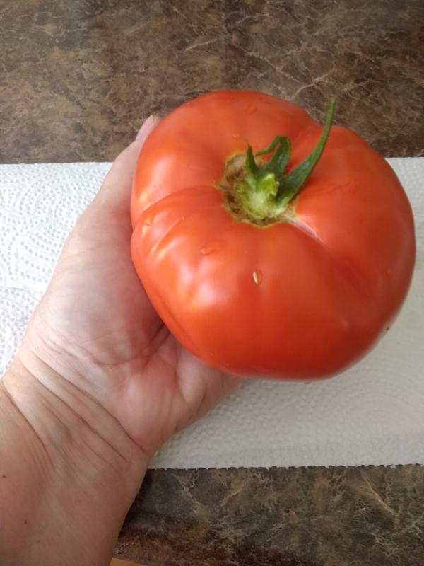 Tomato, Bodacious Hybrid - Burpee