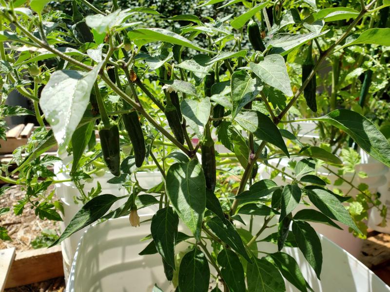 Serrano Tampiqueño Pepper Seeds