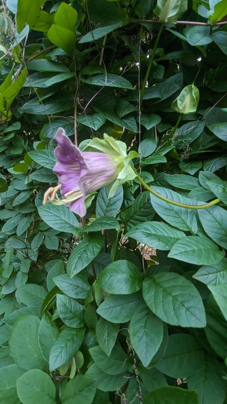 Cup and Saucer Vine (blue-purple) Cobaea Scandens Seeds - Burpee