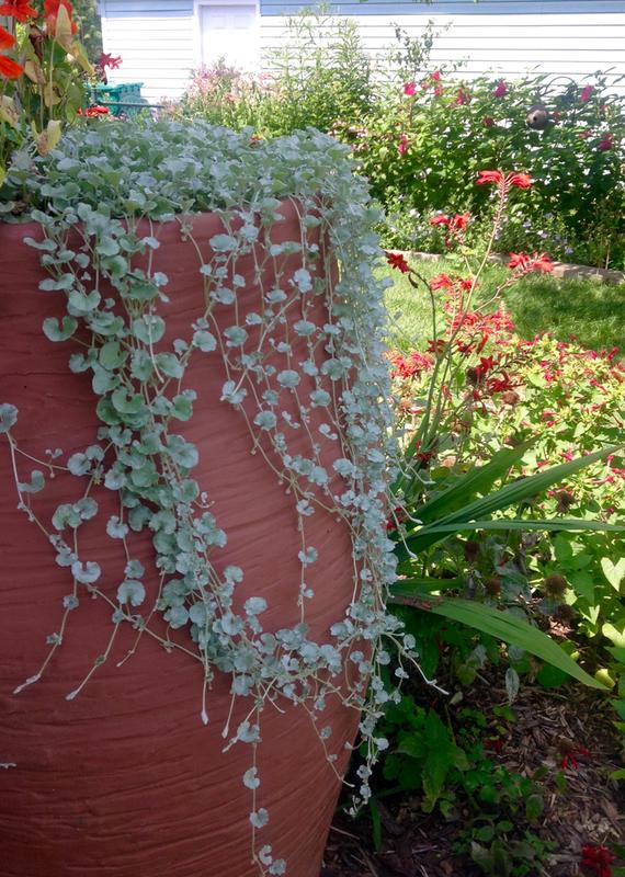 Silver Falls Seed Company - Brome - Columbia