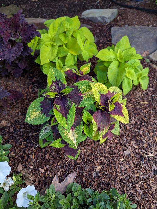 Pineapple Surprise Coleus Seeds and Plants - Annual Flower - Burpee