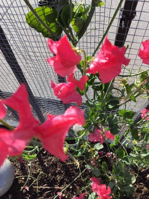 Sweet Pea, Incense Peach Shades - Burpee