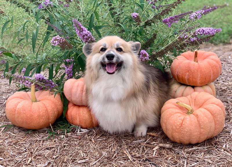 プリン Porcelain Princess Pumpkin Seeds - Burpee