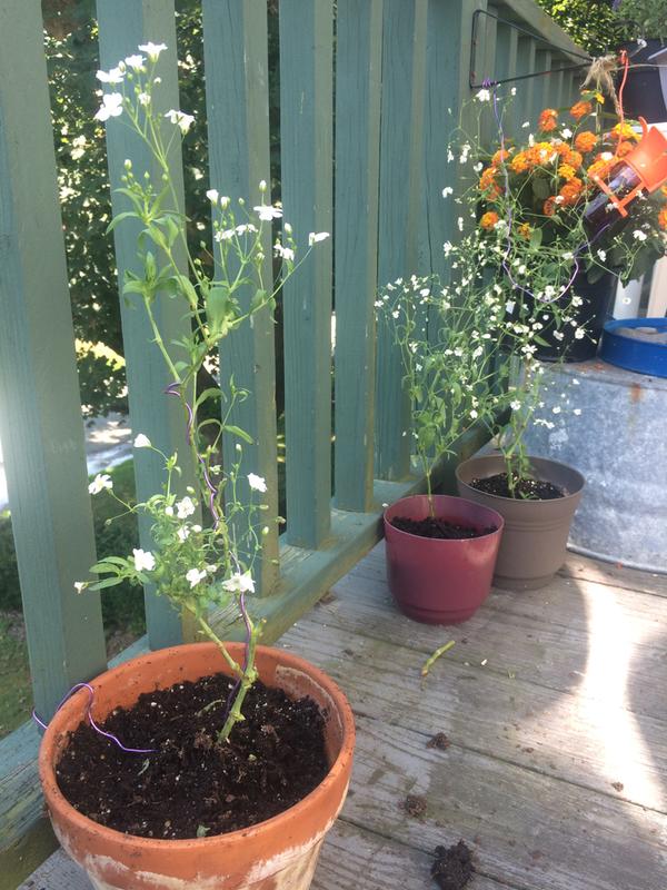 Babys Breath, Early Snowball - Burpee