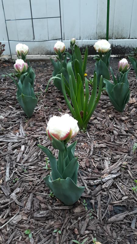 Tulip, Ice Cream - Burpee