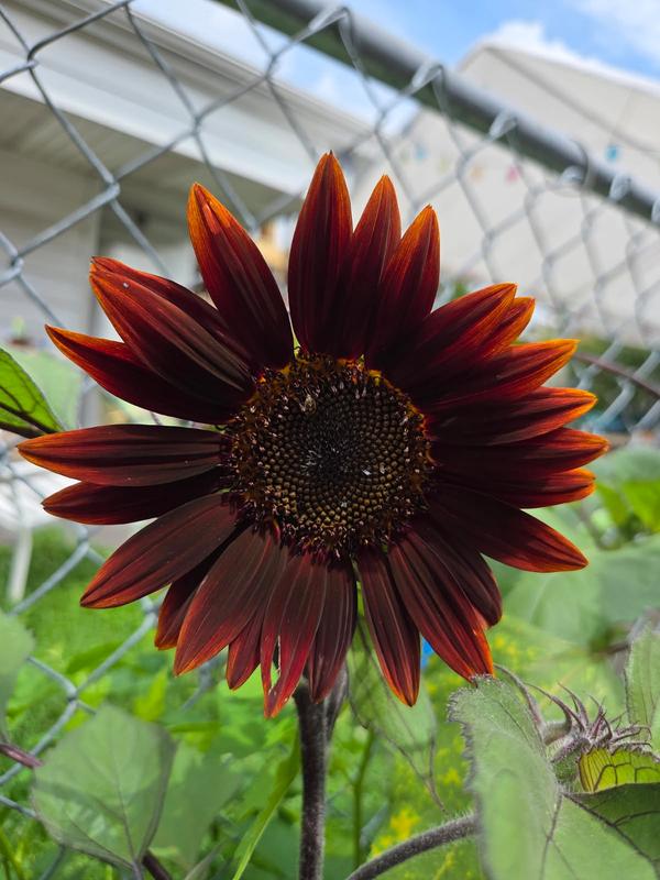 sunflower専用 Chocolate Cherry Sunflower – HOSS