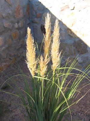 Cortaderia, Pink Pampas - Burpee