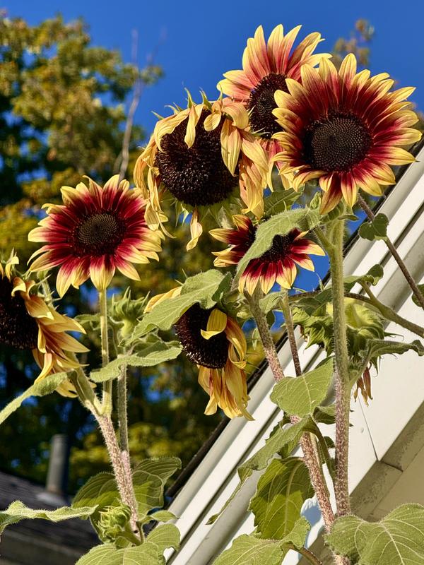 Sunflower, Candy Mountain Hybrid - Burpee