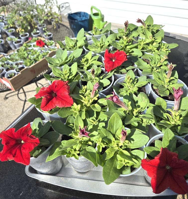 Petunia Seeds Success 360 Burgundy Vein 50 Pelleted Seeds - www