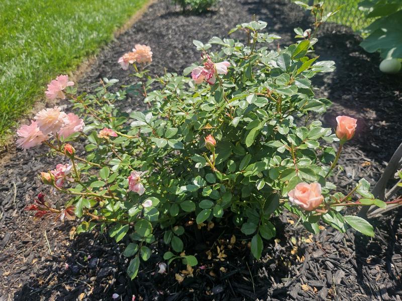 Flavorette Honey-Apricott Rose Plant - Burpee