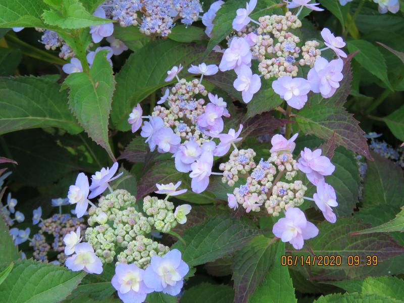 Tiny Tuff Stuff™ Hydrangea Plants for Sale