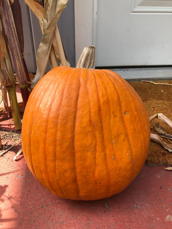 Pumpkin, Mr. Wrinkles Hybrid - Burpee