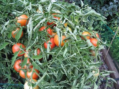【新品】TOMATO & POTATO - BEAR CHECK THREE Are red and green tomatoes with bug bites edible?