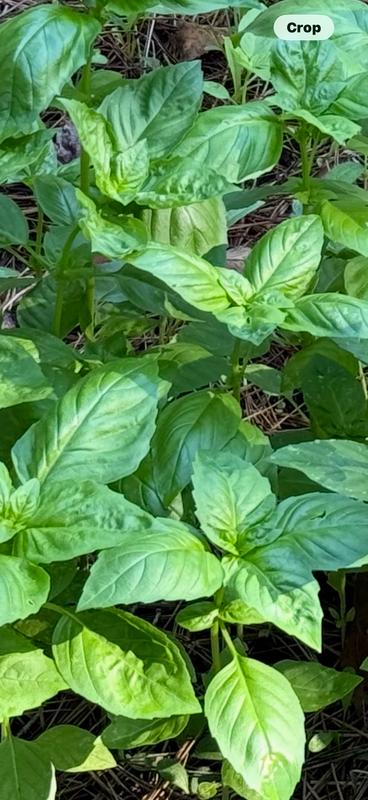 basil