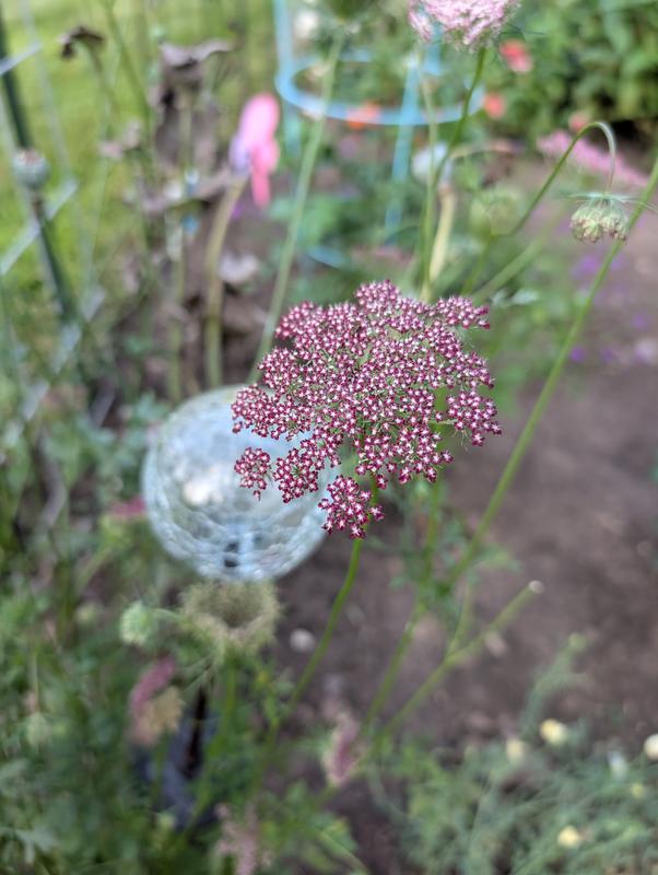 Flowering Carrot (Daucus carota), Dara - Burpee