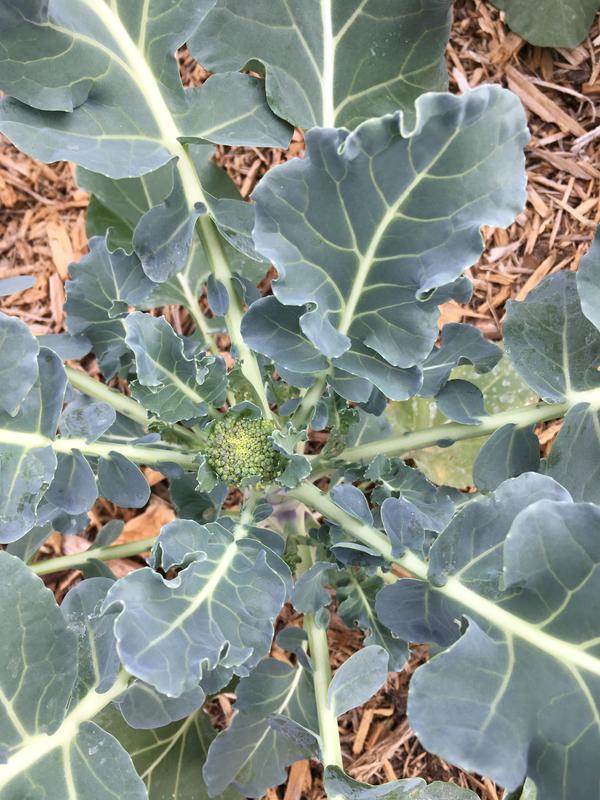 Sprouting Broccoli Montebello Broccoli Seeds 50 SEEDS NON-GMO healthy USA 