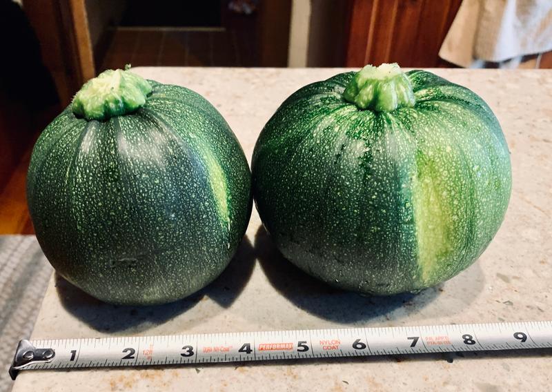 Eight Ball Zucchini Summer Squash Seeds - Burpee