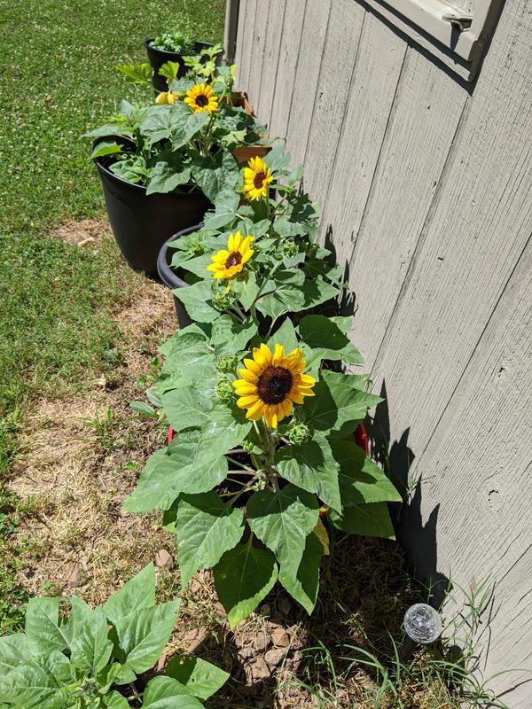sunflower 2本 5051_Sunf_Sunzilla2023F_a68965