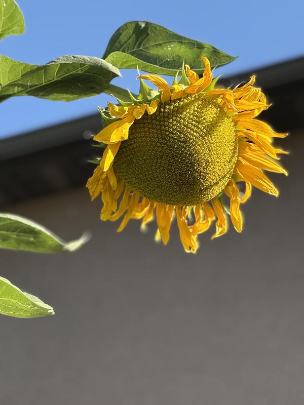 Kong Sunflower Seeds - Burpee