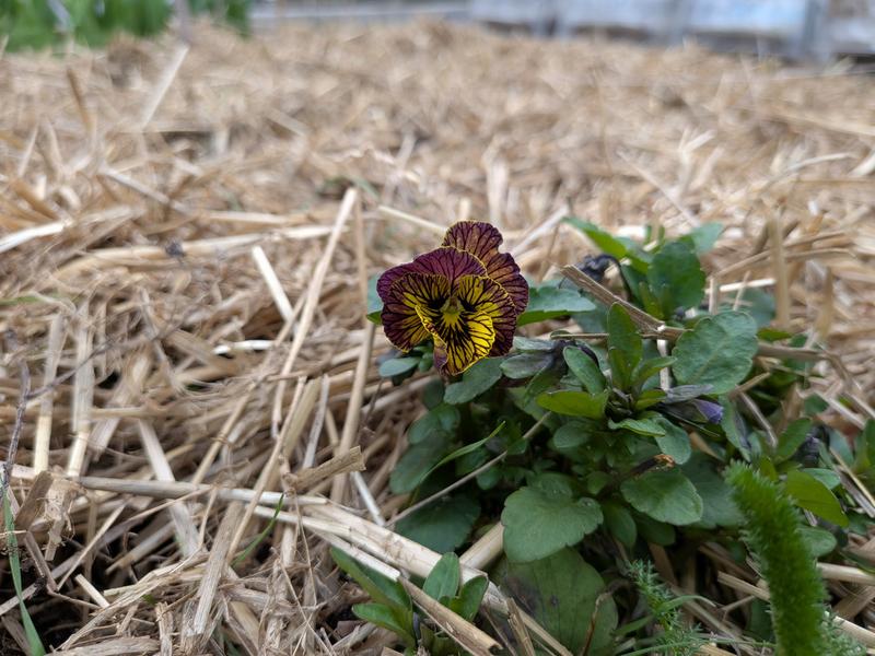 root beer plant seeds Renee's Garden Pollinator Herbs Root Beer Hyssop Seeds