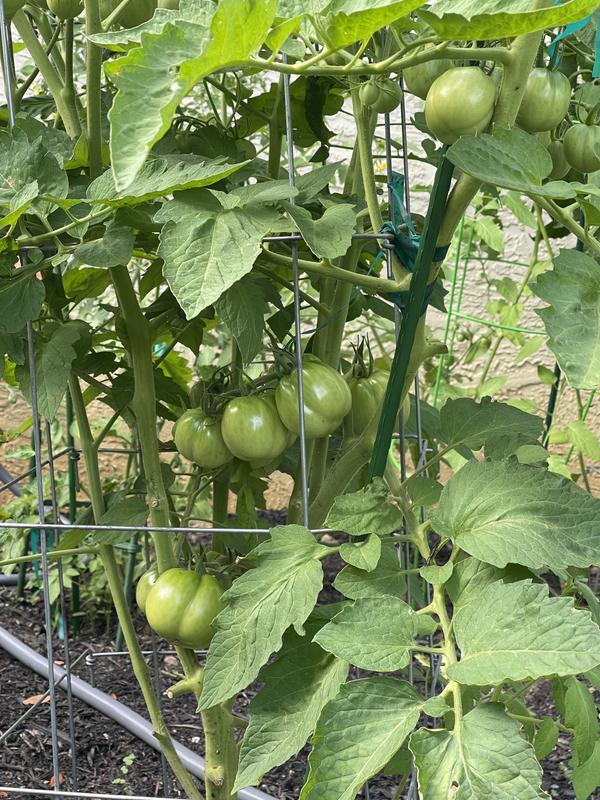 Tomato, Bodacious Hybrid - Burpee