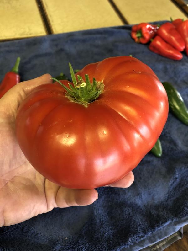 Tomato, SteakHouse Hybrid - Burpee