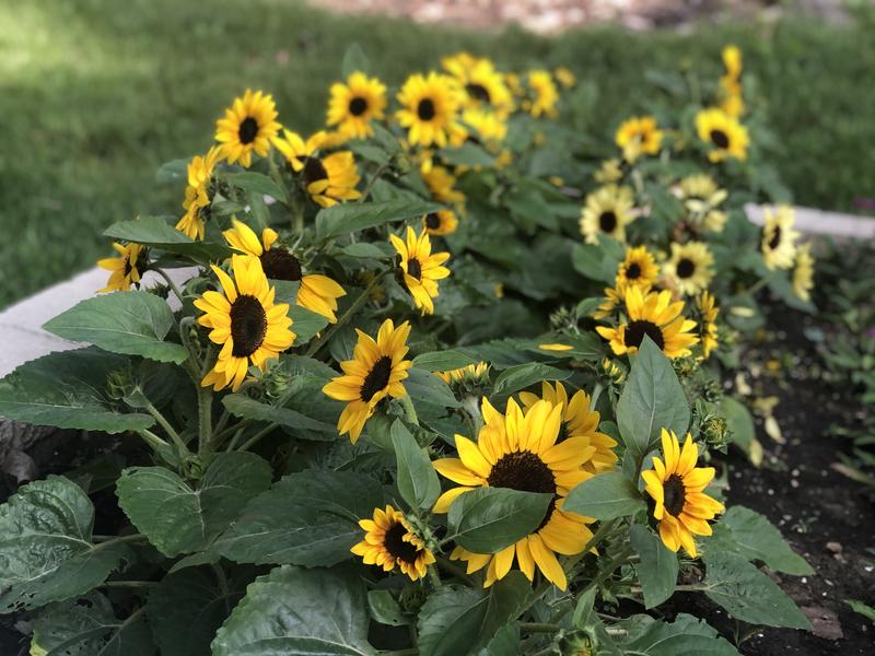 sunflower 2本 Sunflower, Sunray Yellow Hybrid - Burpee