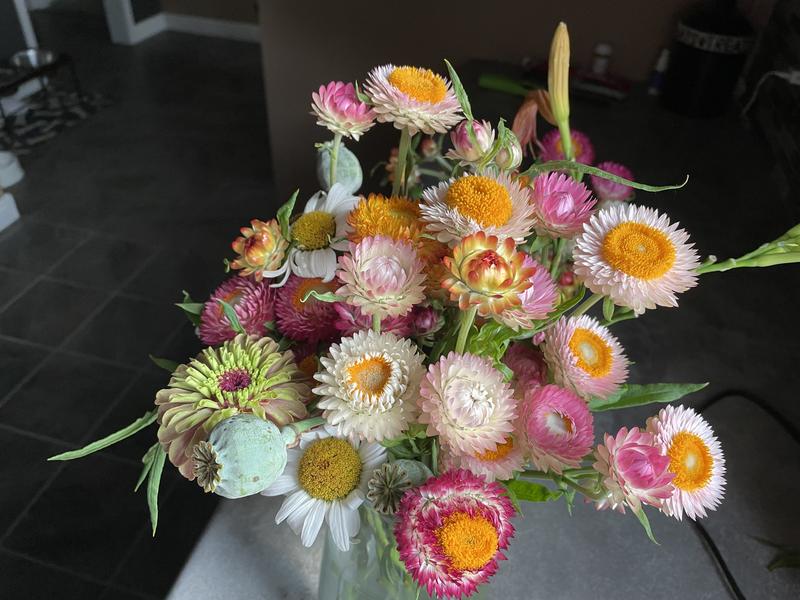 Strawflower, Double Tall Mix – Snake River Seed Cooperative