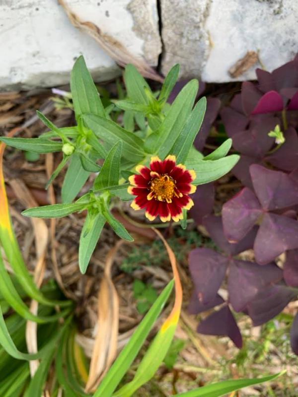 Color Crackle Zinnia Haageana – Burpee Seeds & Plants