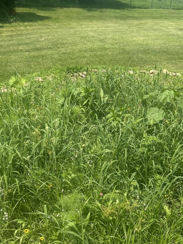 Grass and wheat close to 5 ft tall. Just a handful of flowers