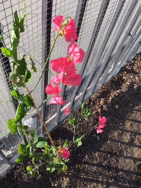 Sweet Pea, Incense Peach Shades - Burpee