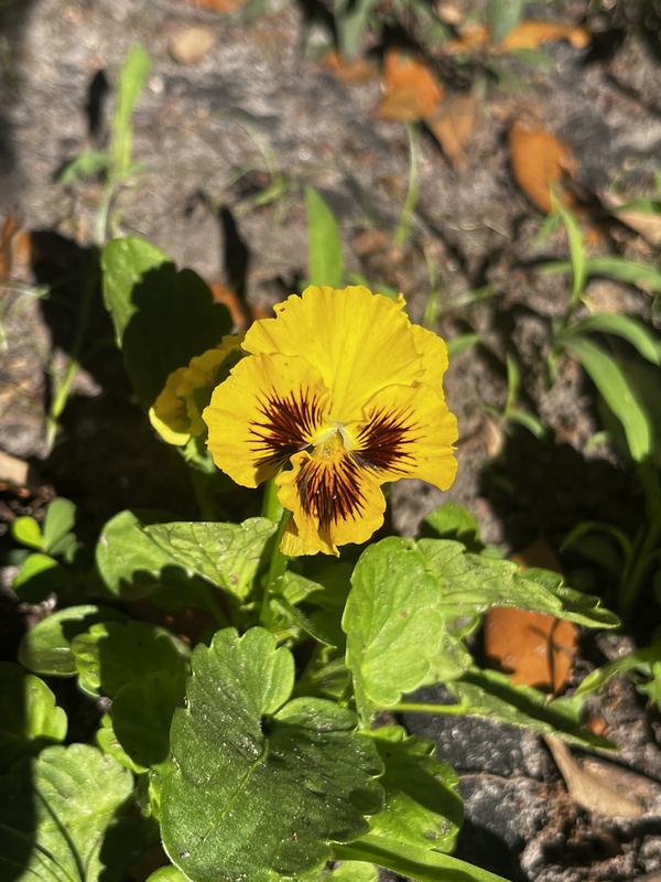 Moulin Rouge Pansy – Burpee Seeds & Plants
