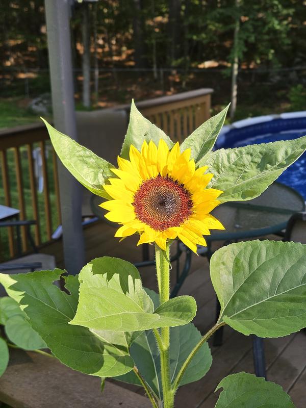 ポポー　ウイルソン　サンフラワー　mainhawk Jua Maya Sunflower – Burpee Seeds & Plants