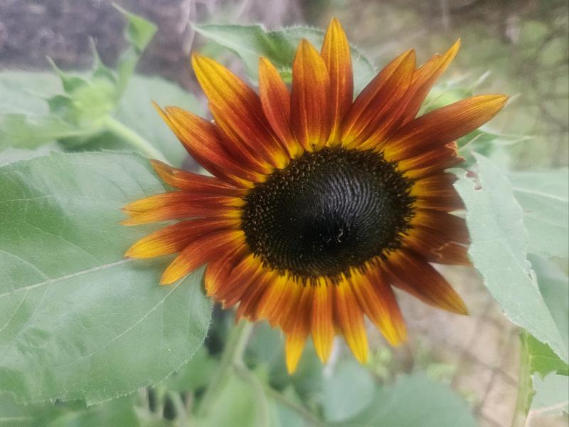Tigers eye sunflower online