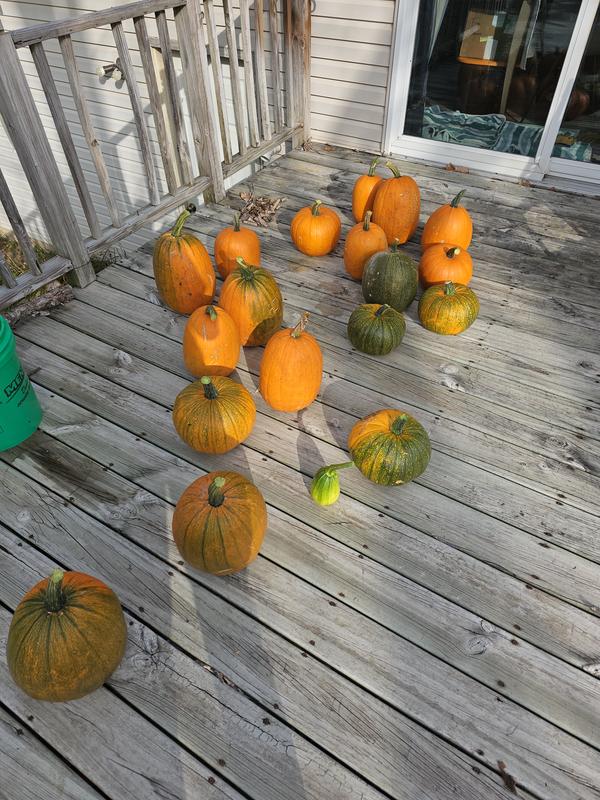 Jack O Lantern Pumpkin – Burpee Seeds & Plants