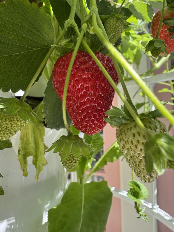 Albion Strawberry Plants, How to Grow Fruit Plants at Burpee.com - Burpee