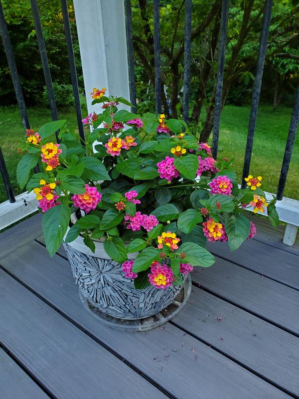 Landmark Rose Sunrise Lantana – Burpee Seeds & Plants