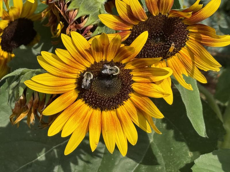 Tiger Eye Sunflower – Burpee Seeds & Plants