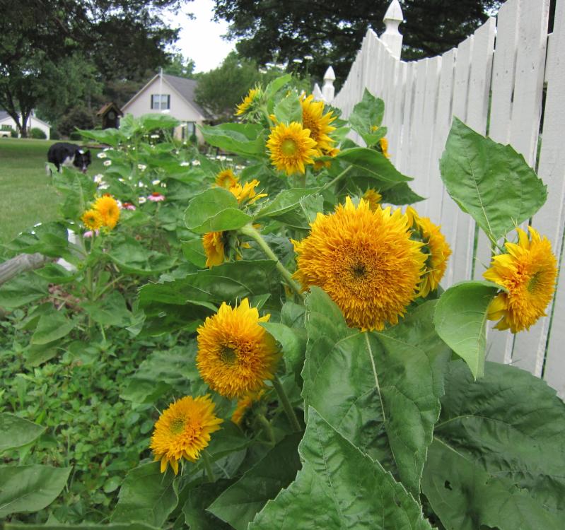 teddy bear with sunflower