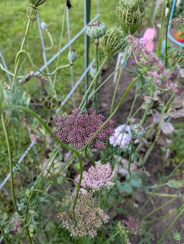 Flowering Carrot (Daucus carota), Dara - Burpee
