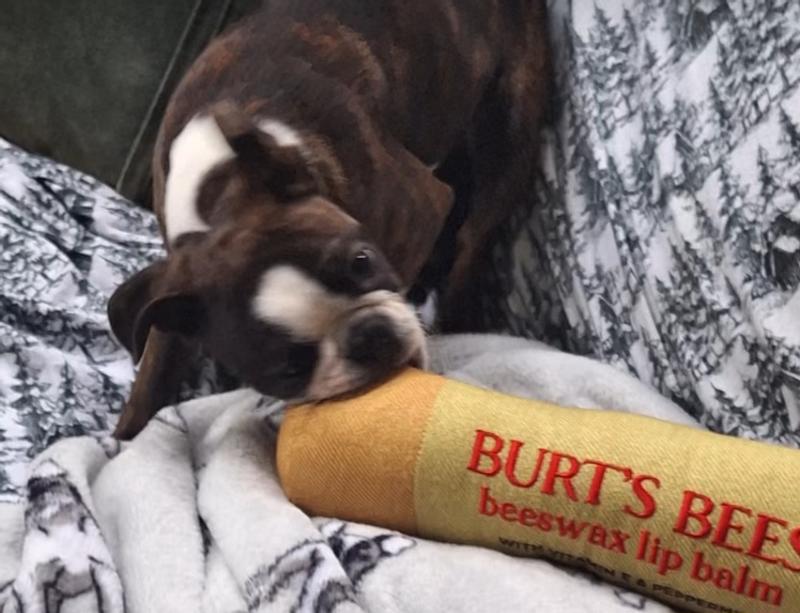 Burt s Balm Dog Toy Pawrent Balm 4 Pack Set Burt s Bees