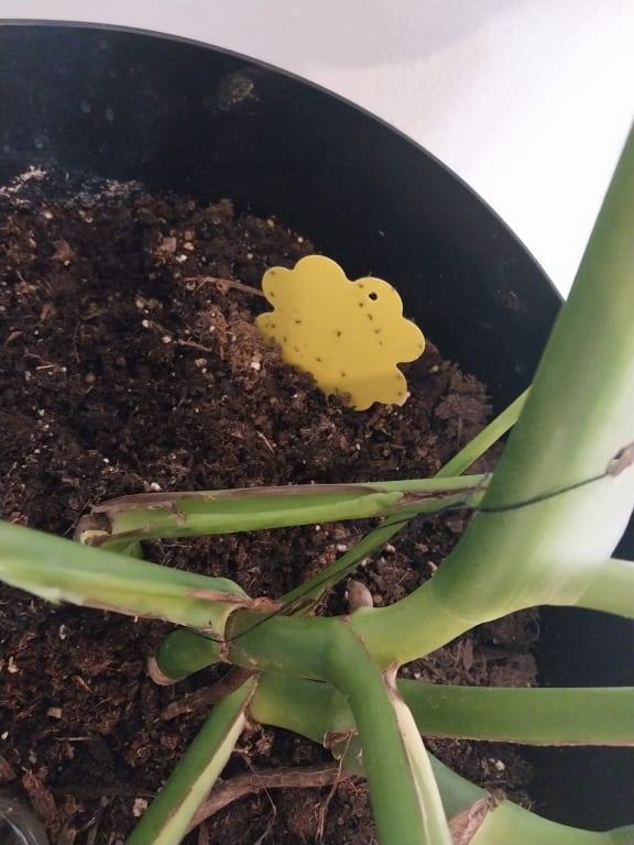 Still having problems with mosquitos