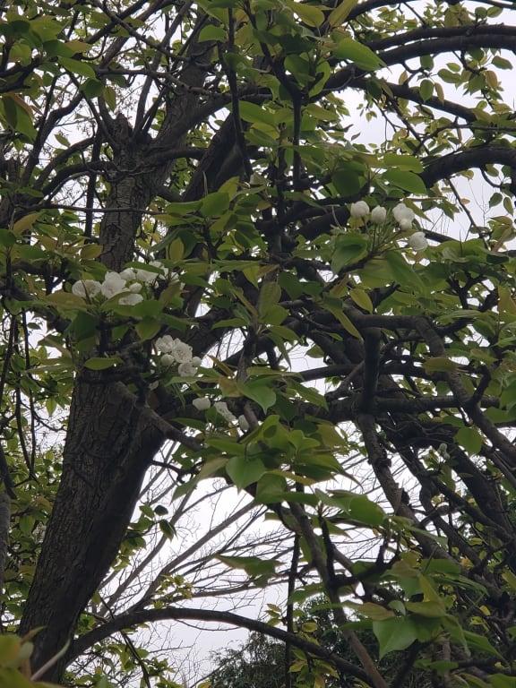 Pear Blossoms