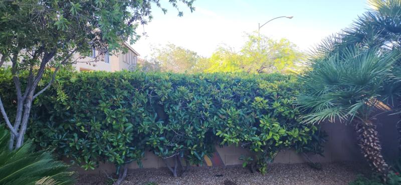 Regrow since Octoberber 2024