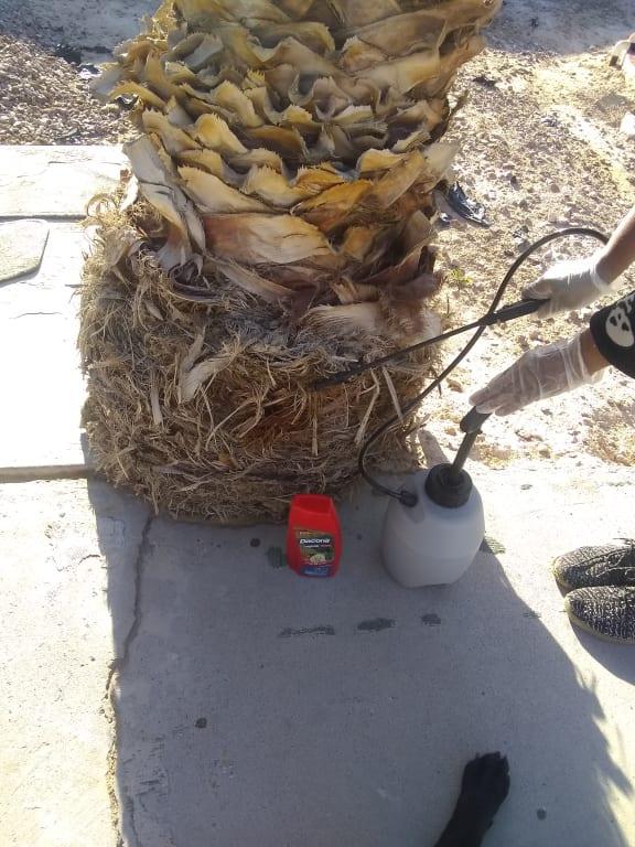 A healthier fungus free yarn on it's way