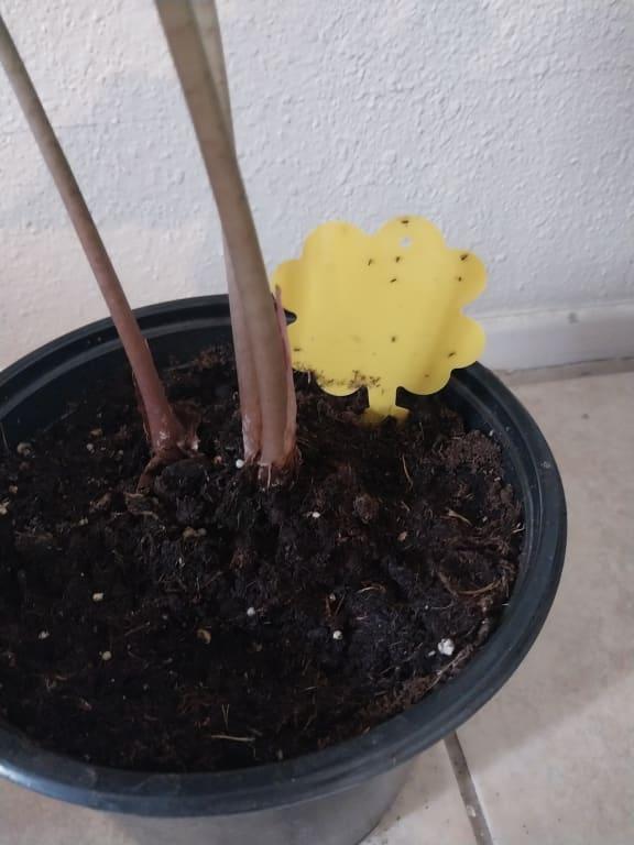 Still having problems with mosquitos