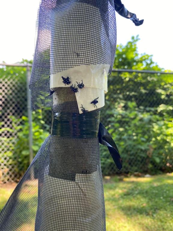 Sticky tape with screen to protect birds, after treatment