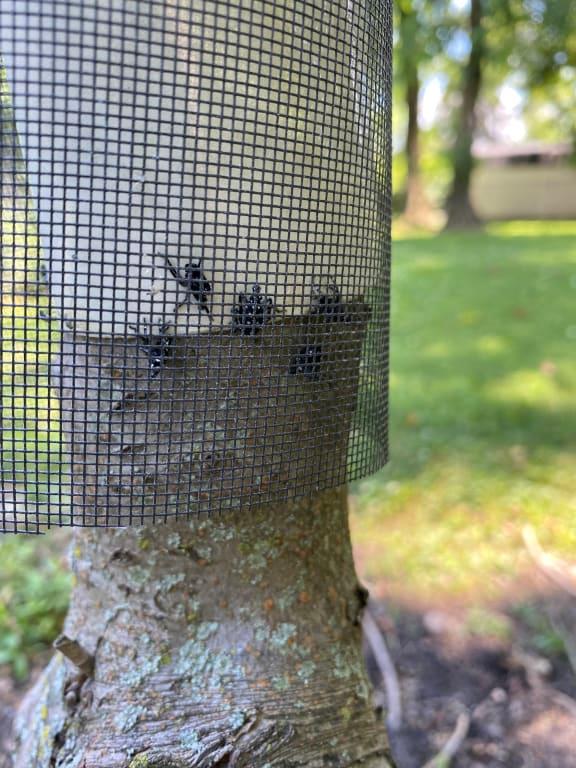 Sticky tape with screen to protect birds, after treatment
