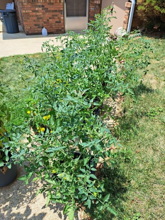 My tomato plants are beautiful!